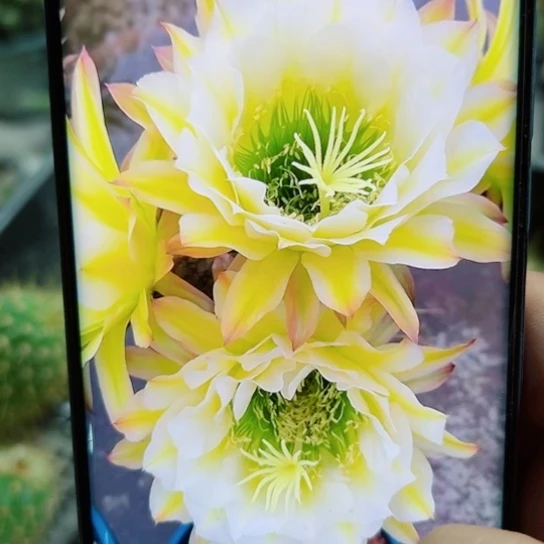下74毛六月五歪斑点无根侧芽5公分左右20包邮