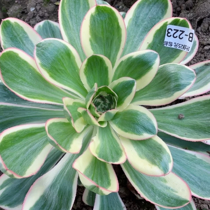 223艳资多肉12345678