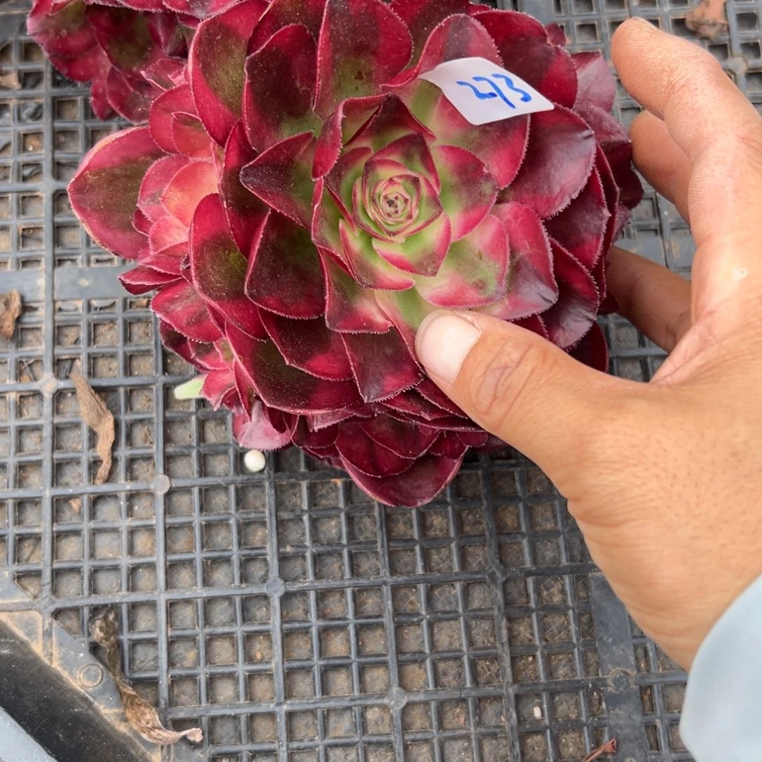 273鸿运无根多肉多肉