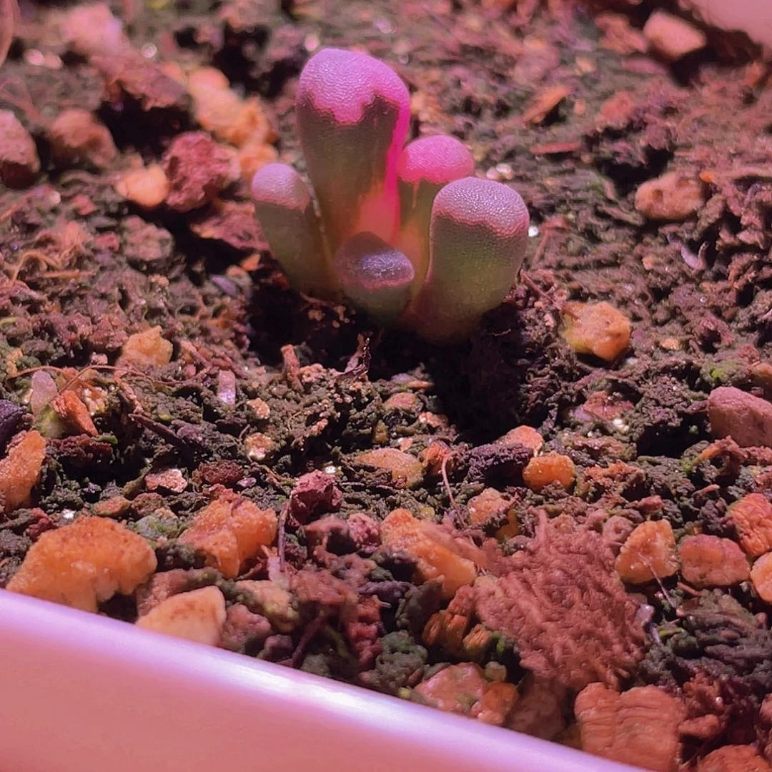 光玉锦一颗带盆发货