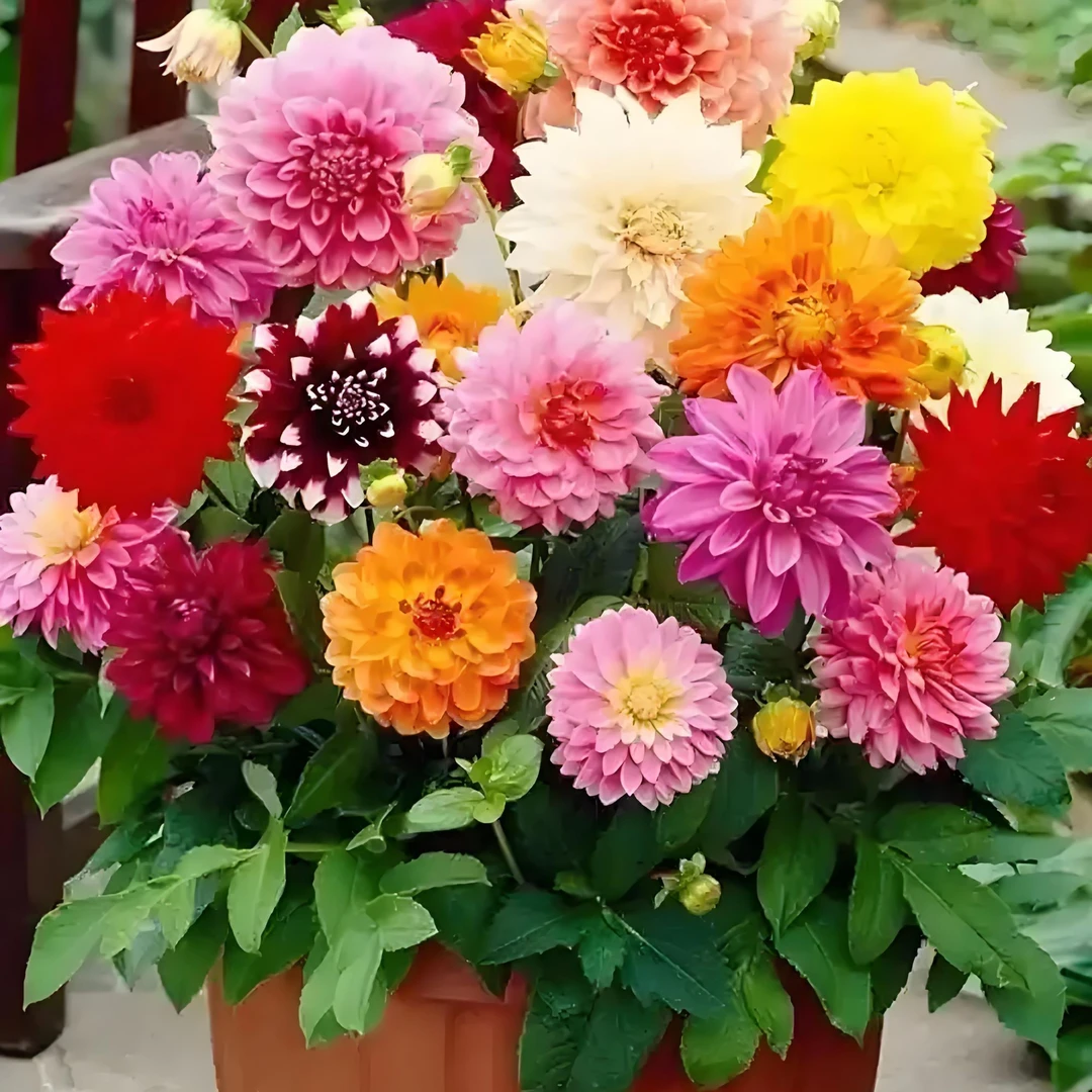 【小丽花】小丽花勤花花卉可盆栽可地栽