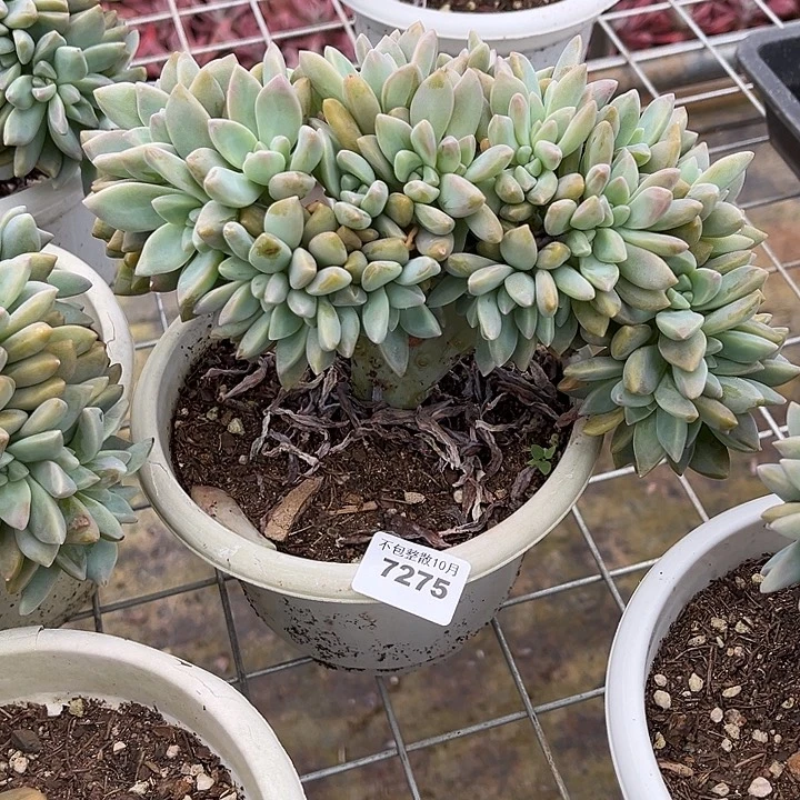 阿雅园艺。        7275淡雪缀