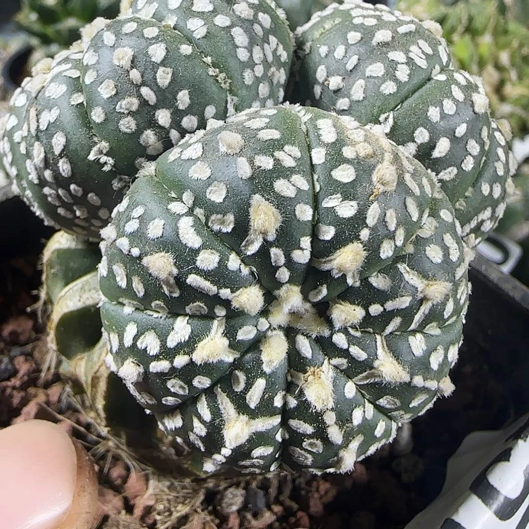 三头v兜457小人球队