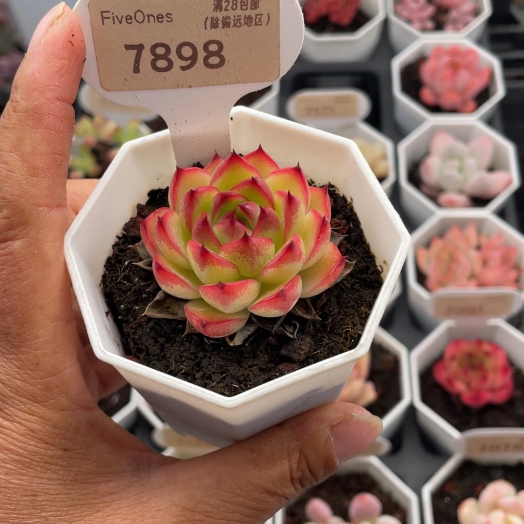 月亮石7898-4.5厘米