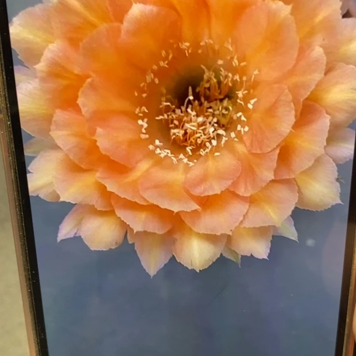 香橙汁和520侧芽2公分左右