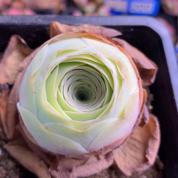 一物一拍姝帕优选016