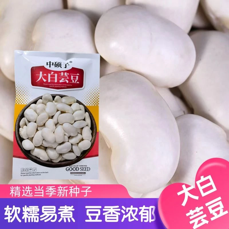 大白芸豆种子大白云豆种子大白豆白扁豆大雪豆正宗白芸豆新豆种子