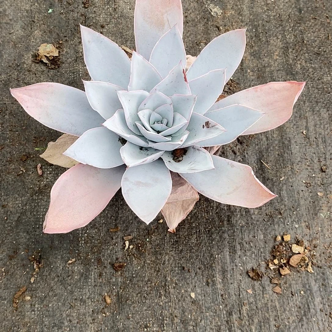 广汉宫1颗带盆带土