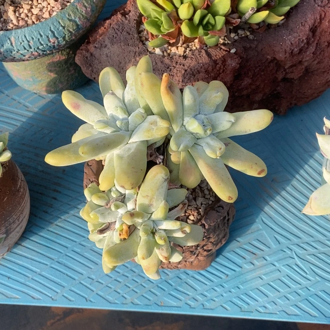 拇指多肉植物啦啦啦
