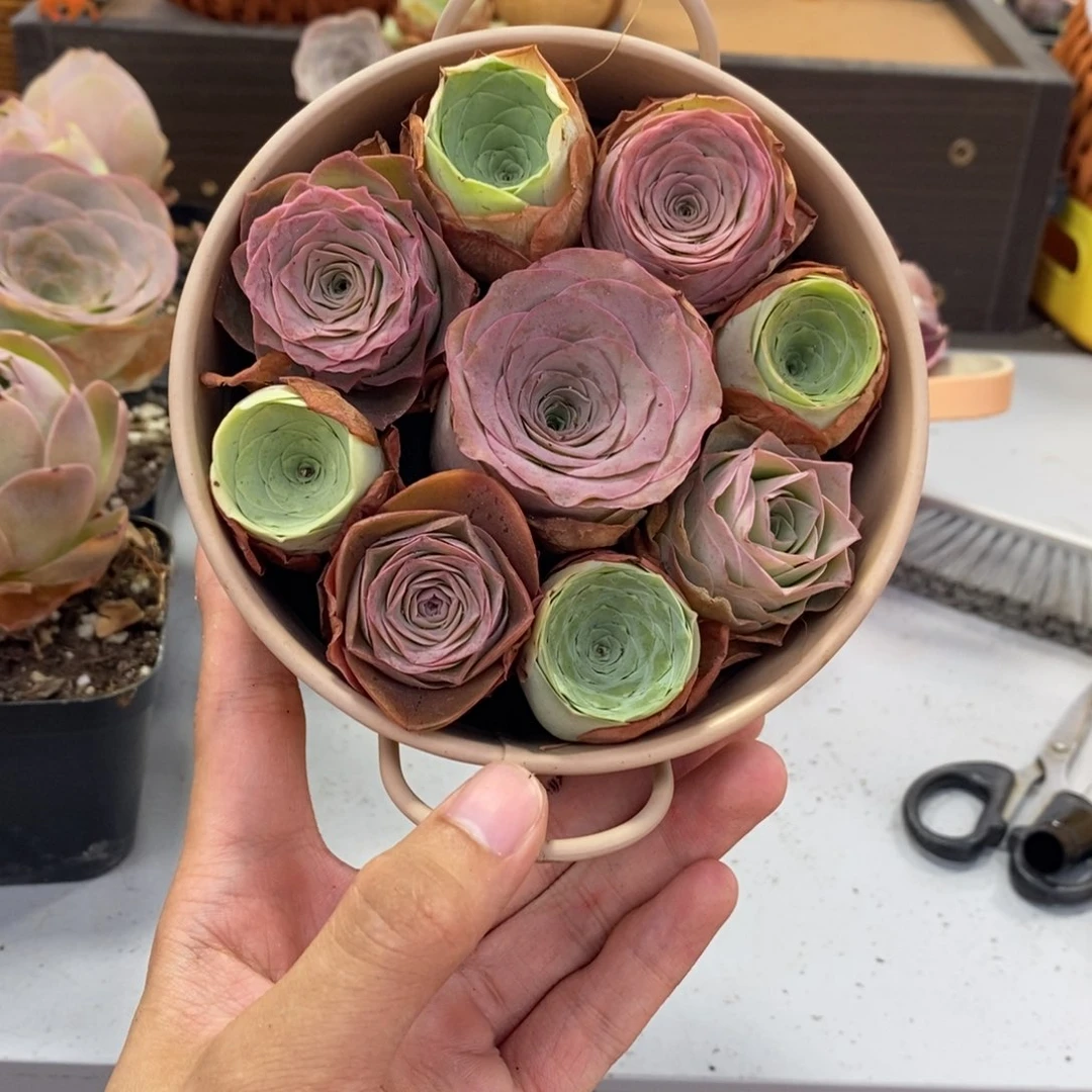 山地玫瑰00000000016