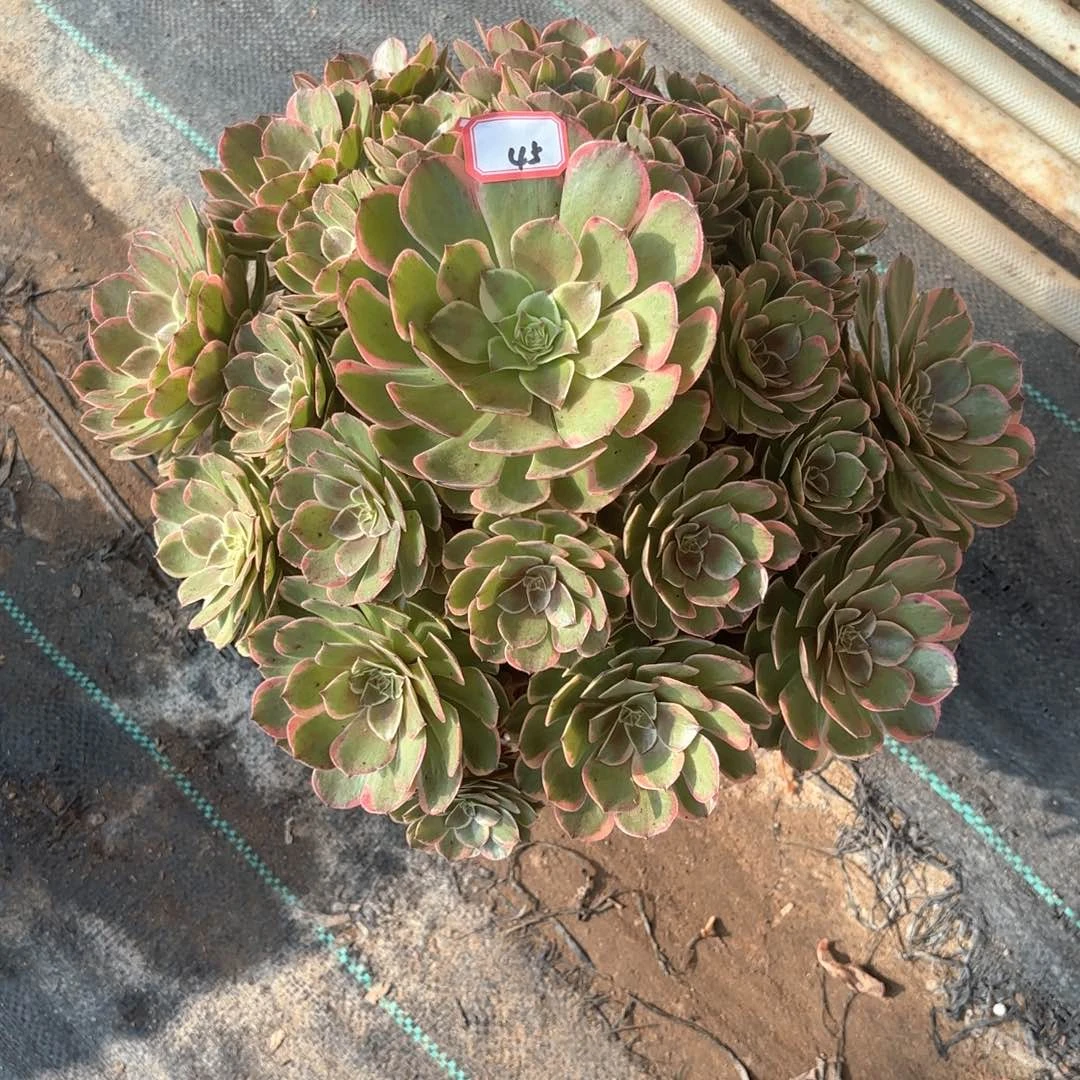 全部花朵红*儿45粉女郎多肉植物