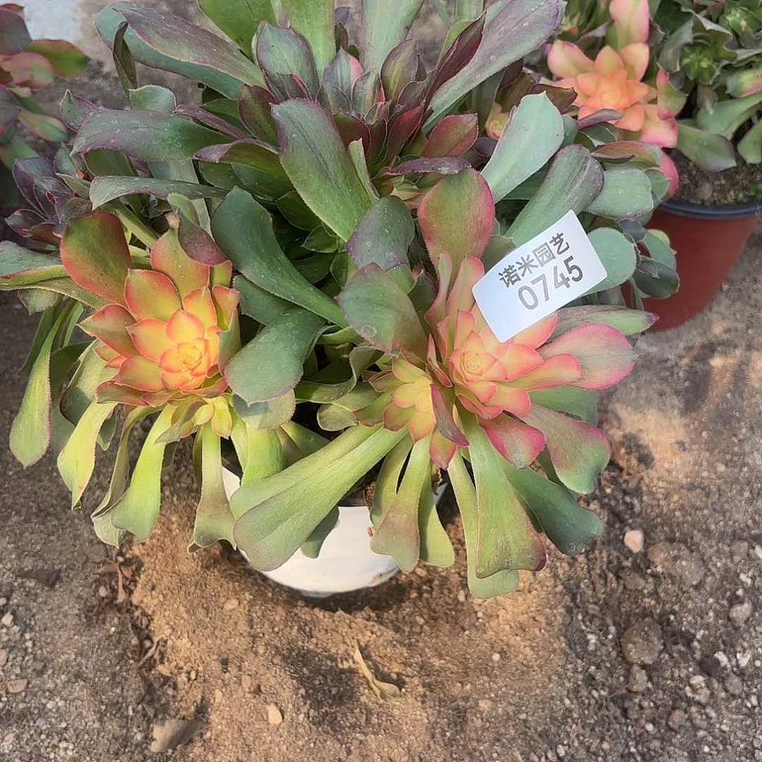 流星雨手捧多肉植物745