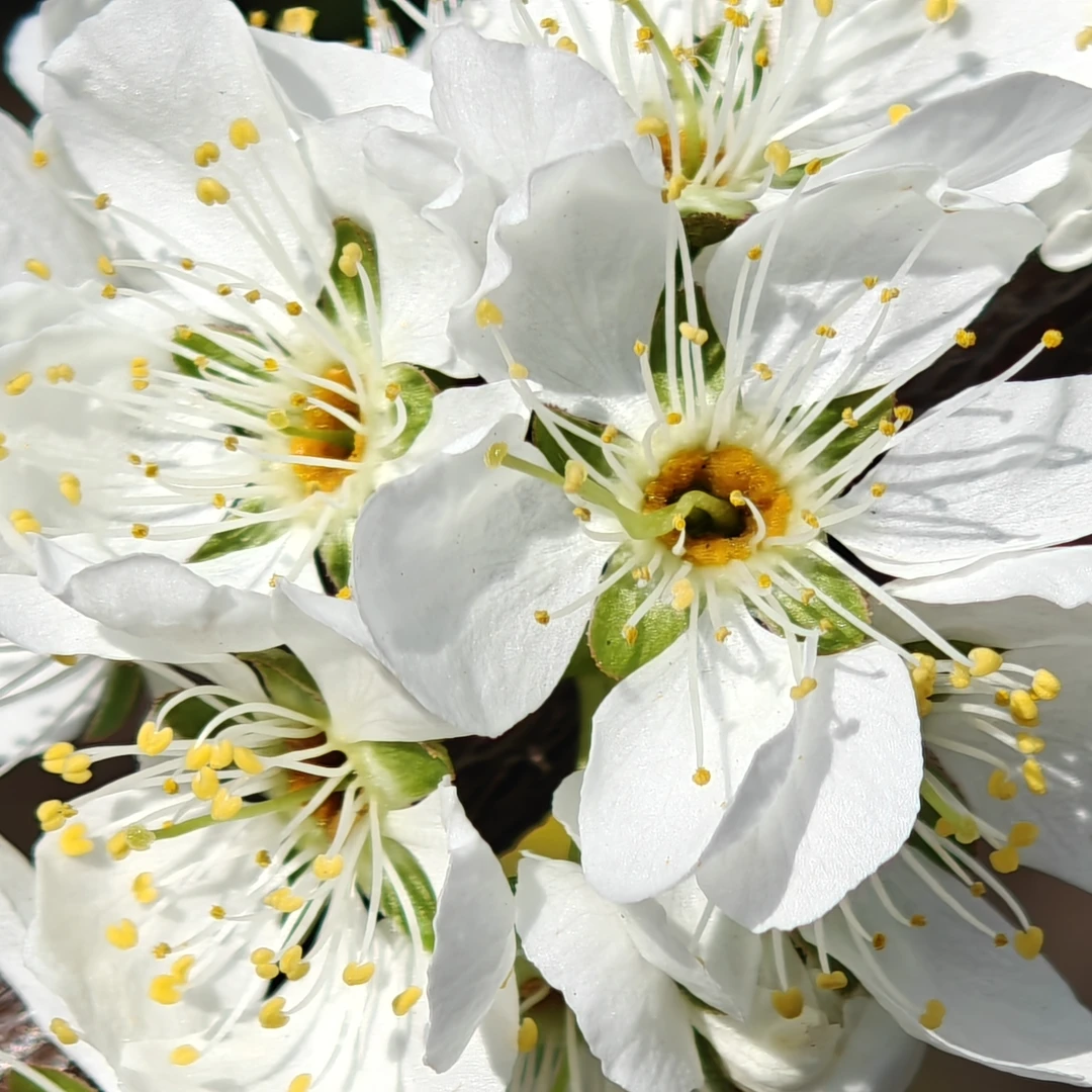 贵州花好养护吸色花材一月花期基地直发