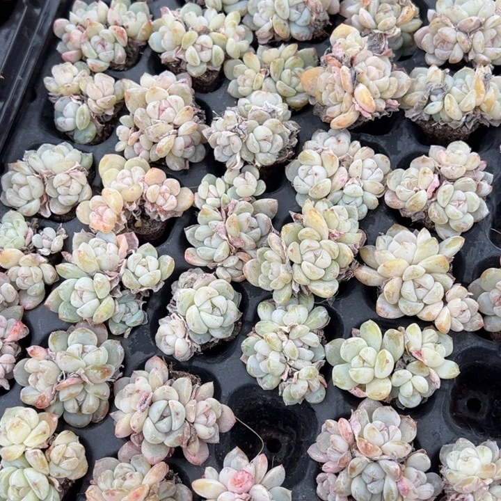 玉蝴蝶3-4头群一颗量拍多肉满20包邮初7发