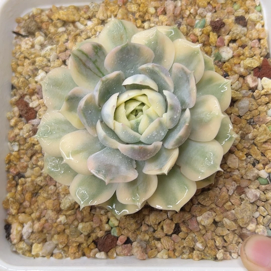 多肉植物一物一拍09