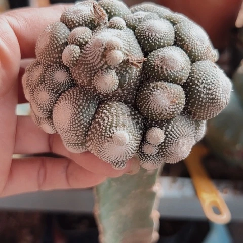 ，425仙人球特价活动开始