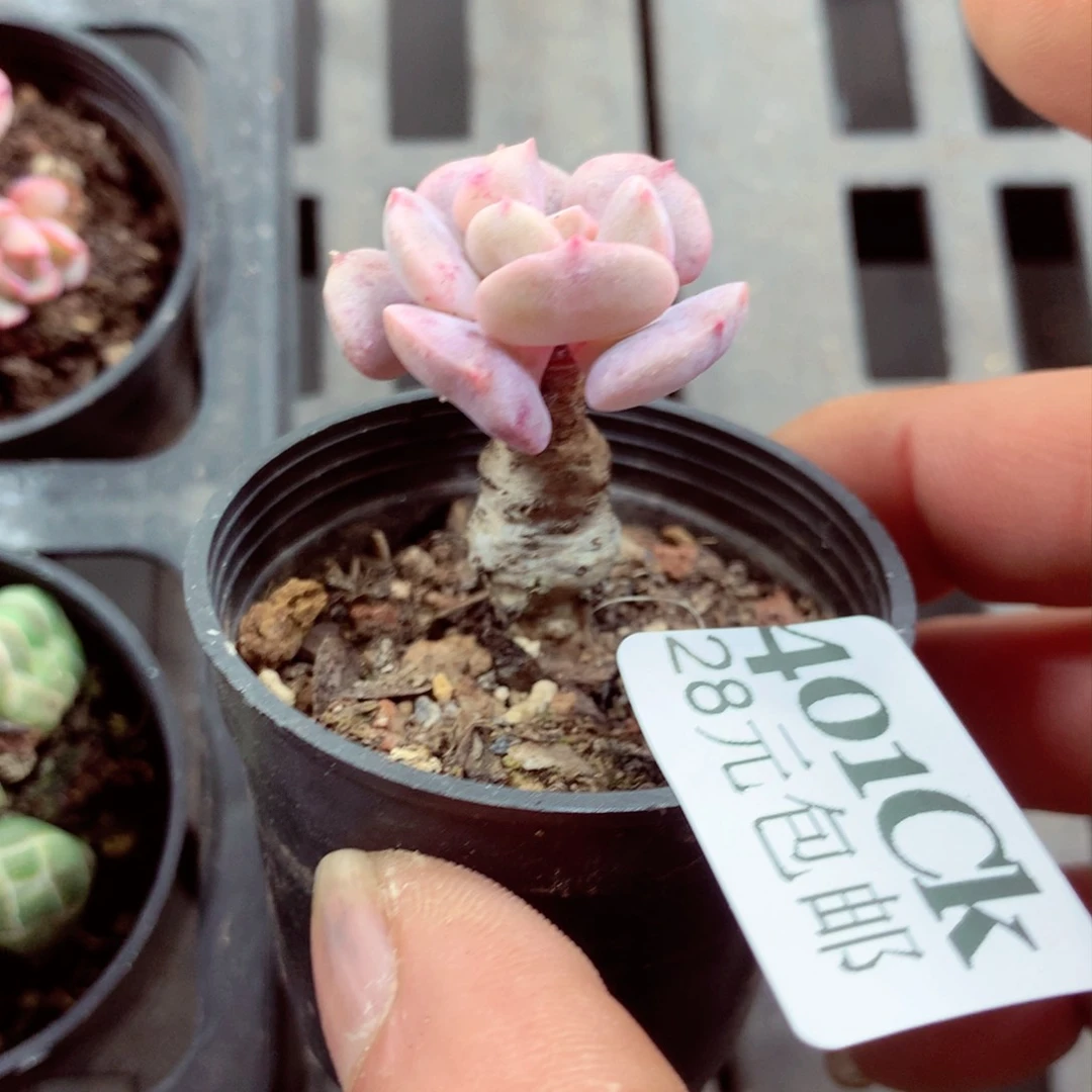 5厘米盆精控多肉401