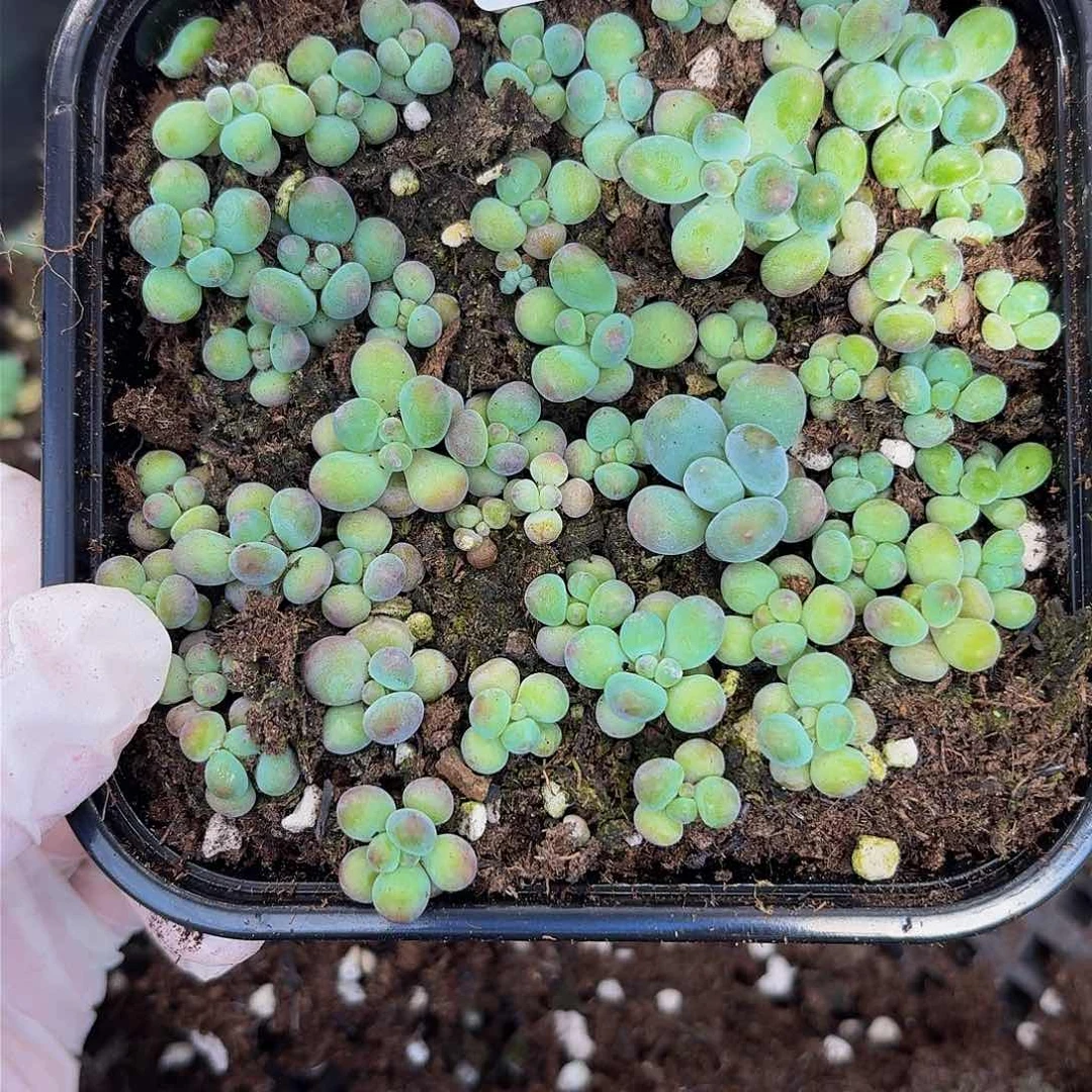 多肉植物多肉植物408