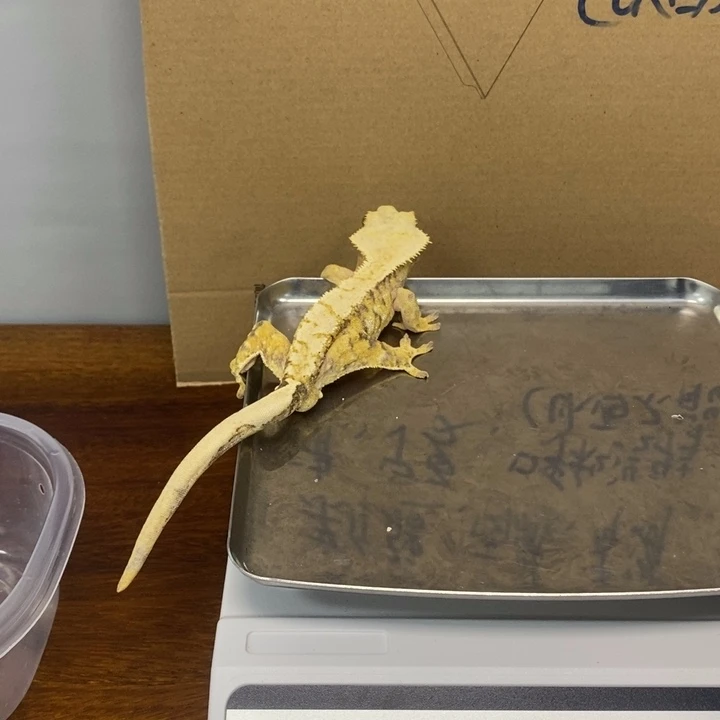 睫角守宫2025.12.12三十四