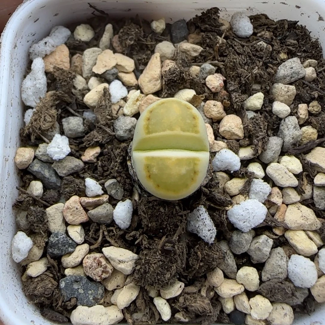 211黄绿饼干清框福利30包邮