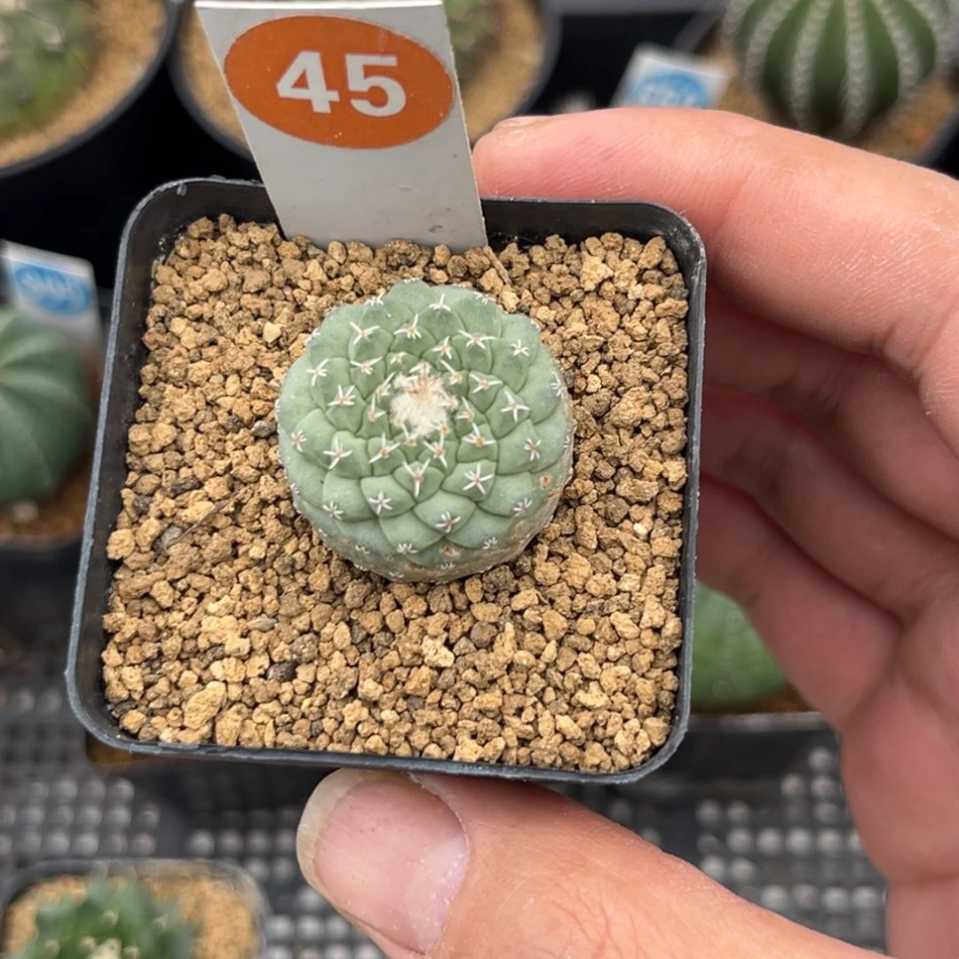 45实生菊水带盆带土
