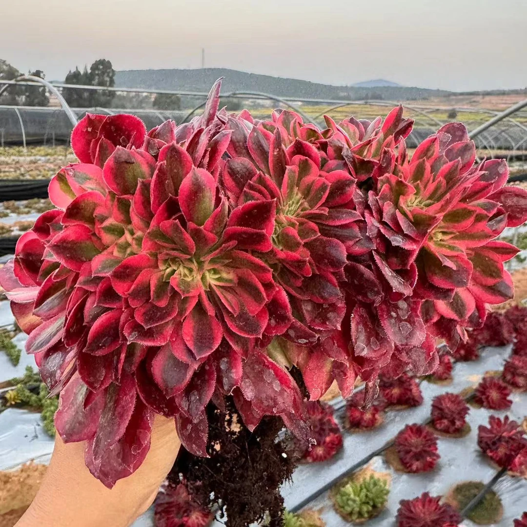 零花钱多肉 盆栽粉女巫法师缀化       多肉植物