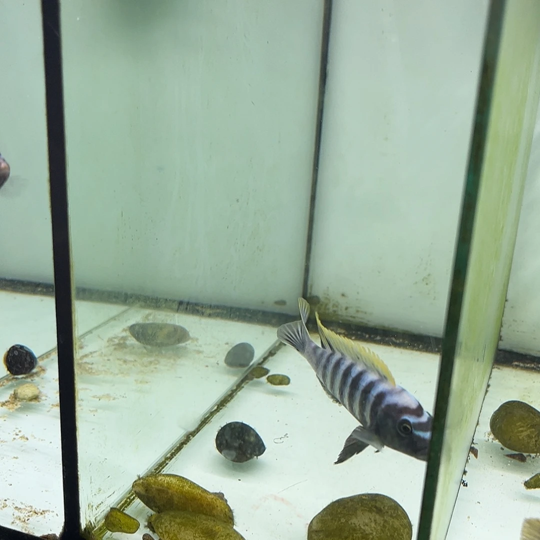 感***念海水鱼34号嗯哈塔湾8左右