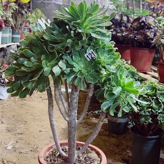 121绿法老桩法师