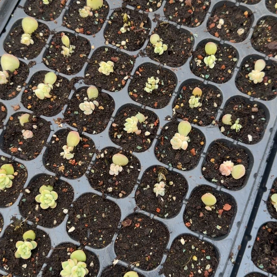 6171 穴一个床满25包邮