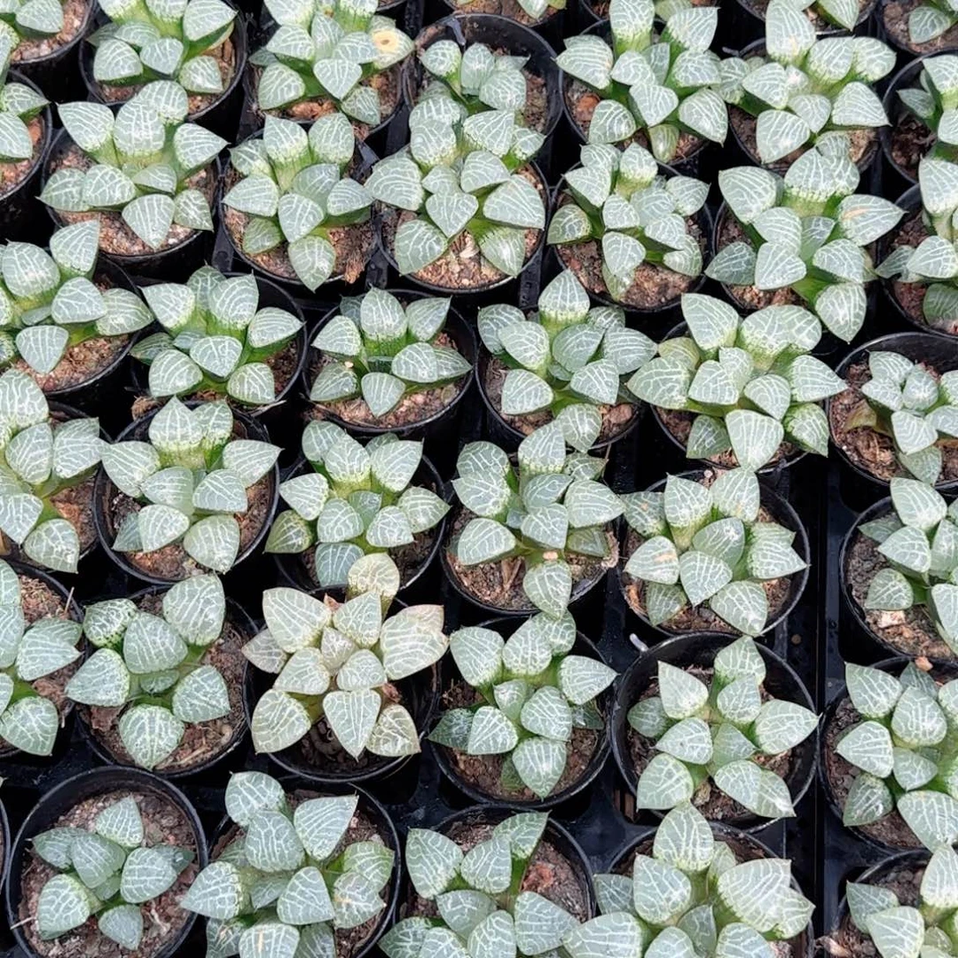 康平玉露多肉植物一颗