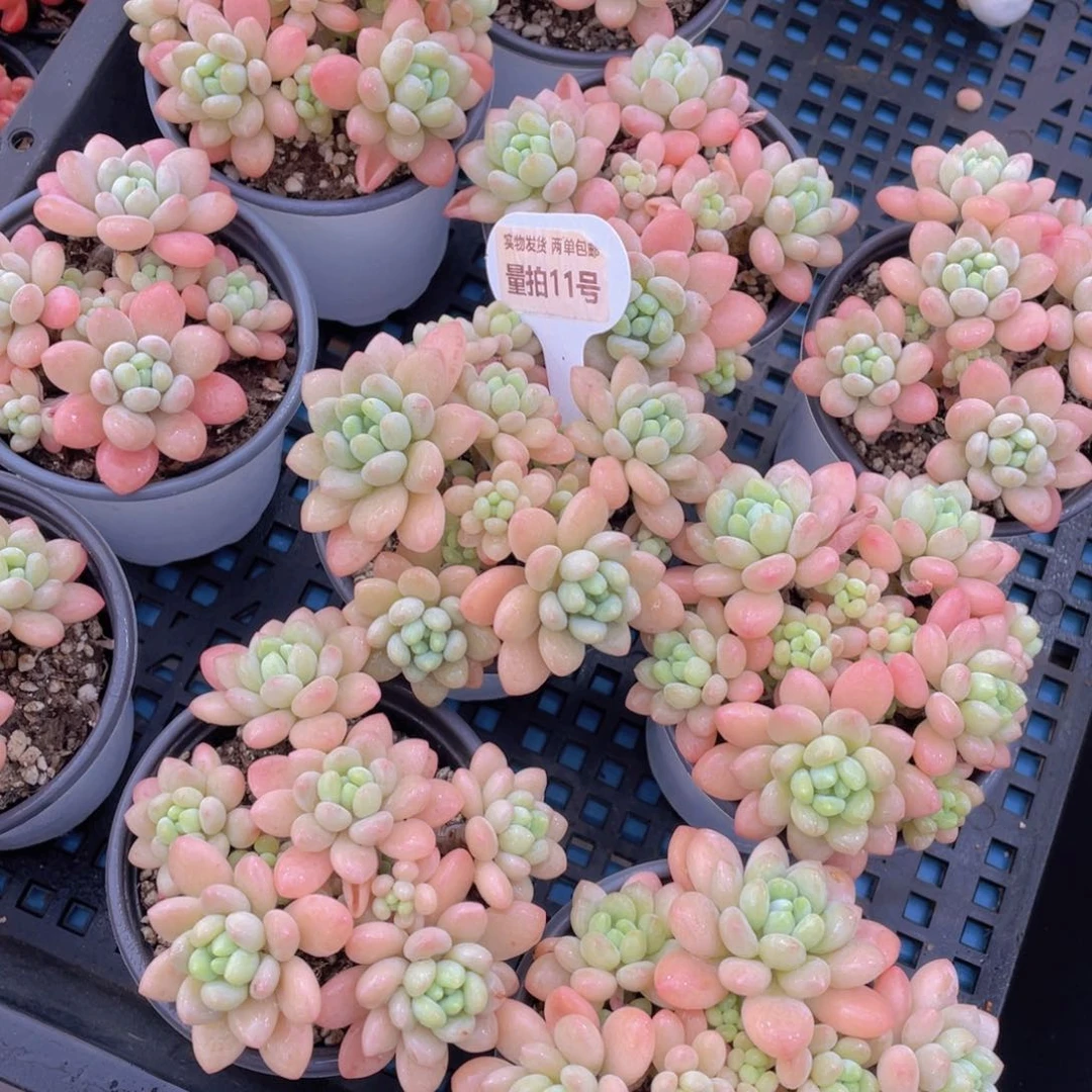 量拍11号鱼子酱多头老桩大群生一个