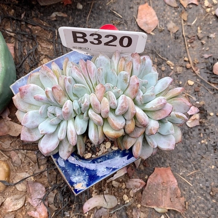 320石榴籽朵朵缀开播福利