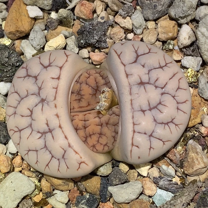 精品多肉植物精品多肉