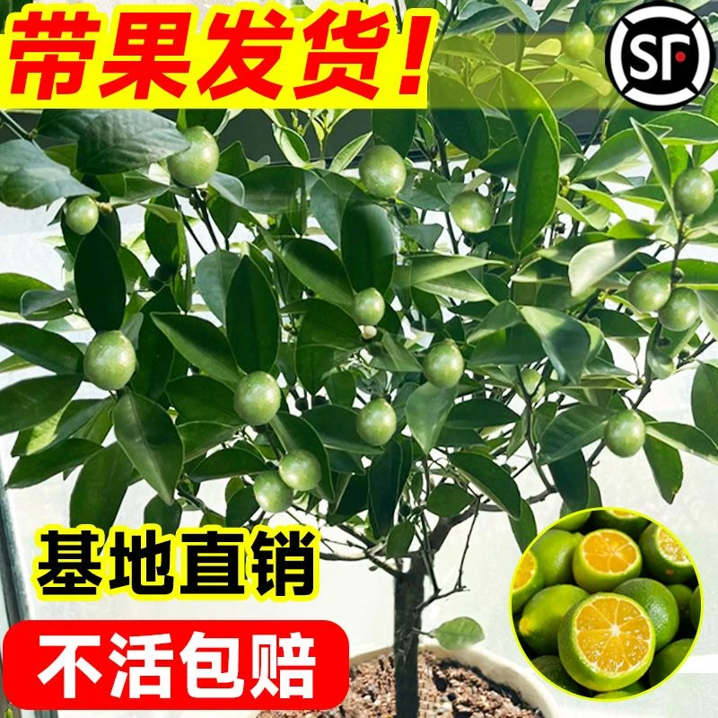 小青柠树苗小金桔树海南小青桔柠檬橘子树盆栽阳台水果树果苗大全