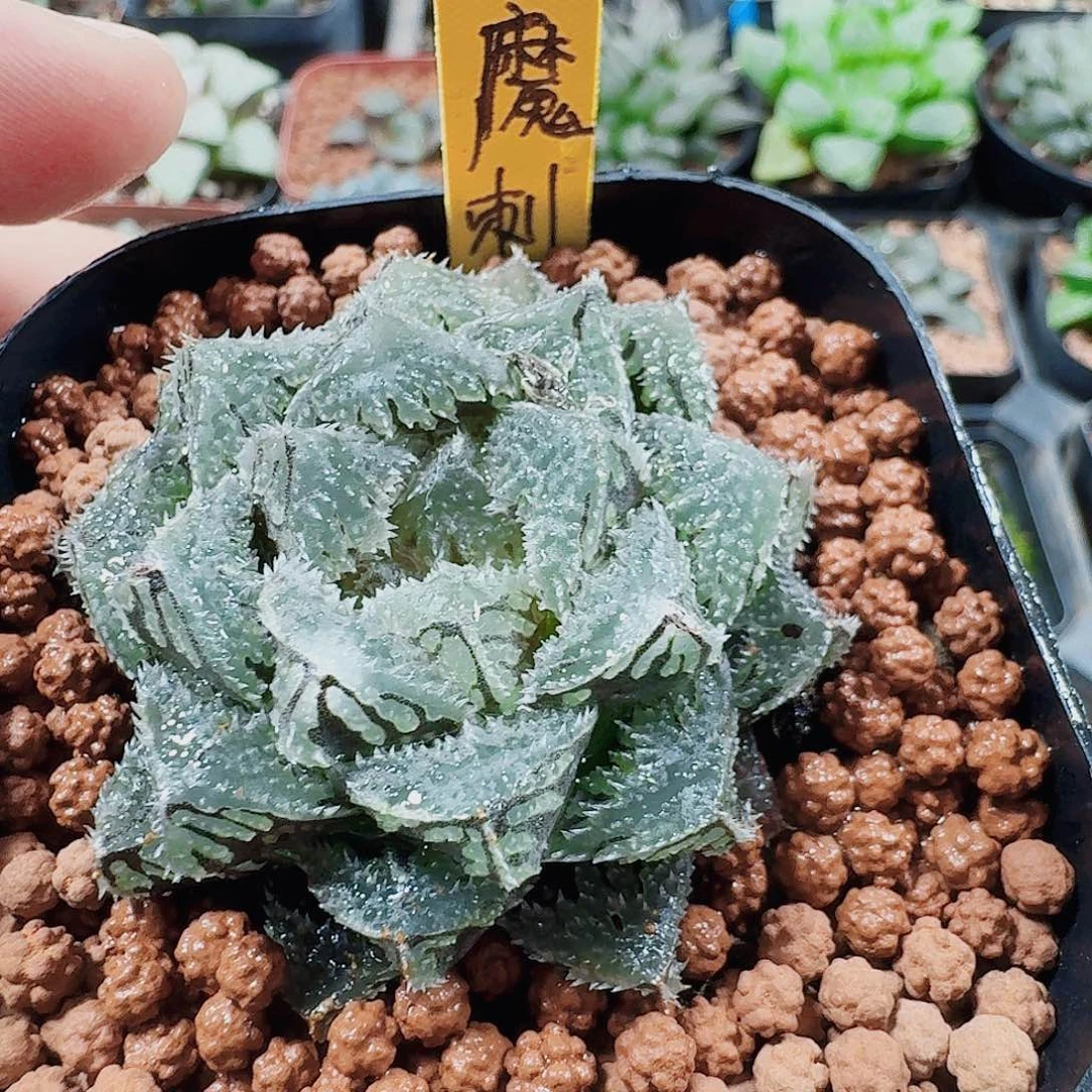 红***灯无花朵十二卷福利活动魔刺