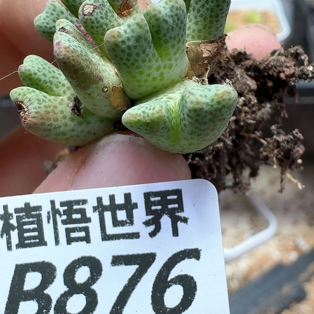 多肉植物的润泽额cv