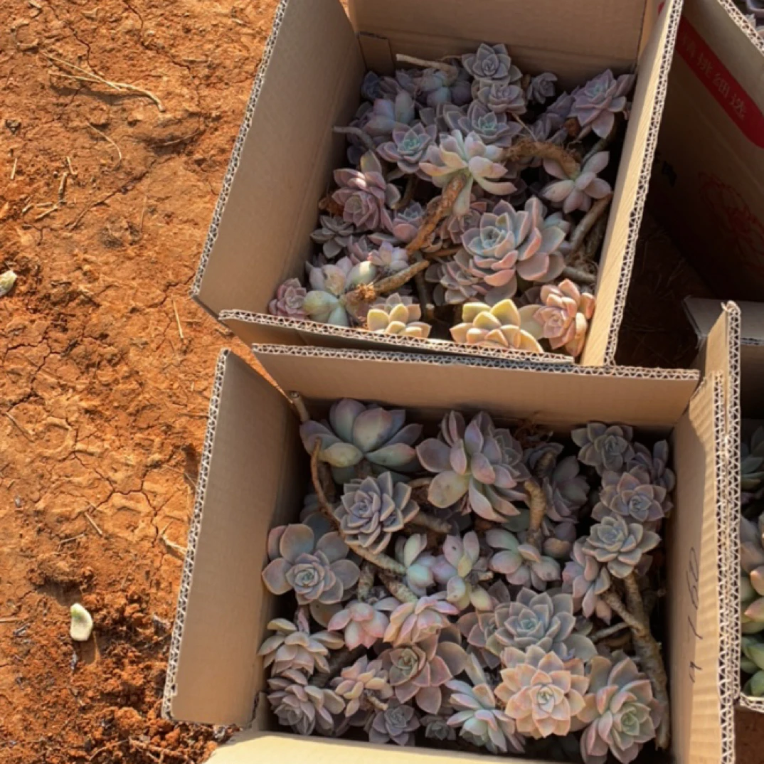 一花一世界多肉箱拍断枝哈利沃森老桩一箱发货掉叶断头问题不售后