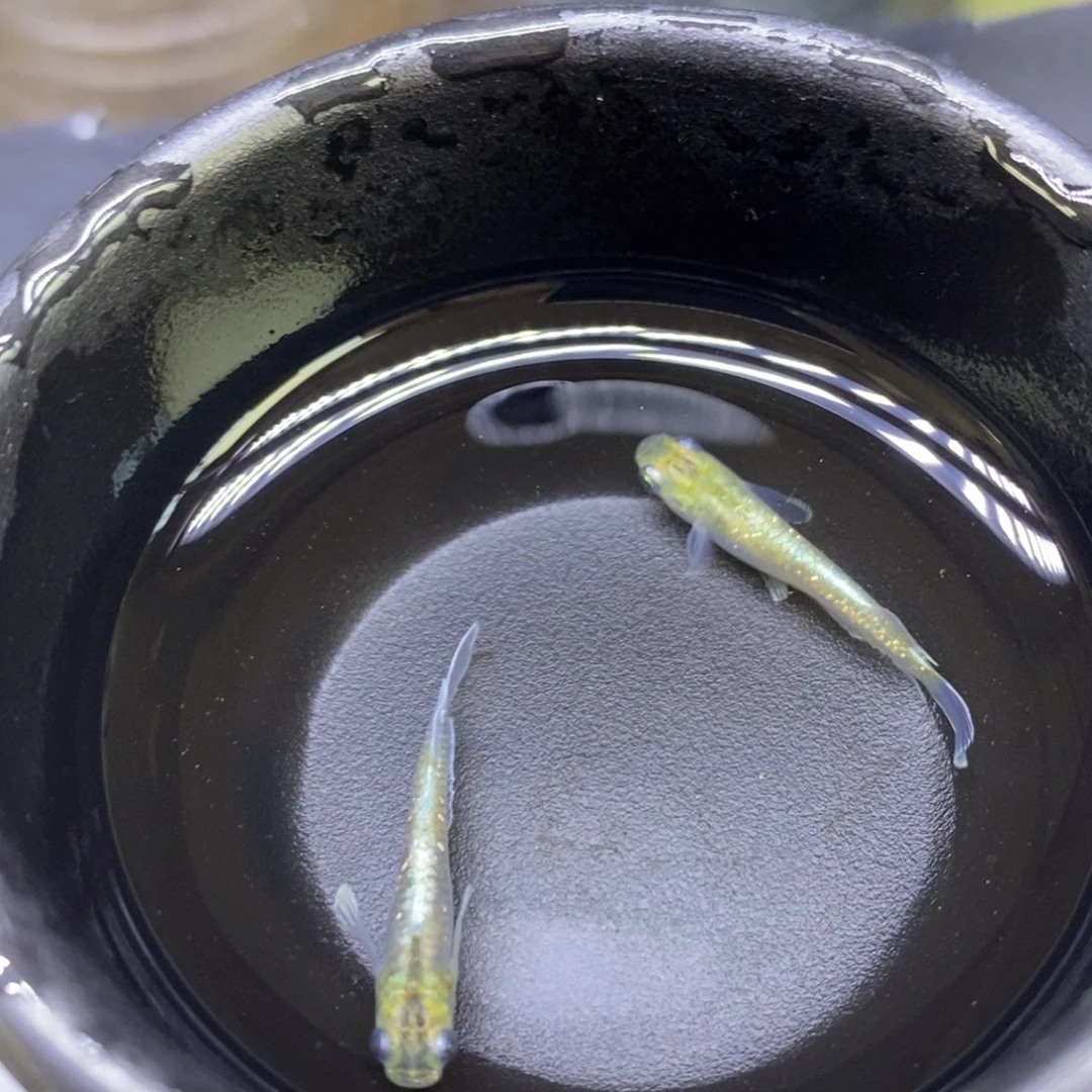 青鳉鱼祖母绿色23号