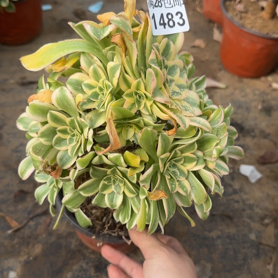 艳日伞多肉1483满28包邮断枝不包
