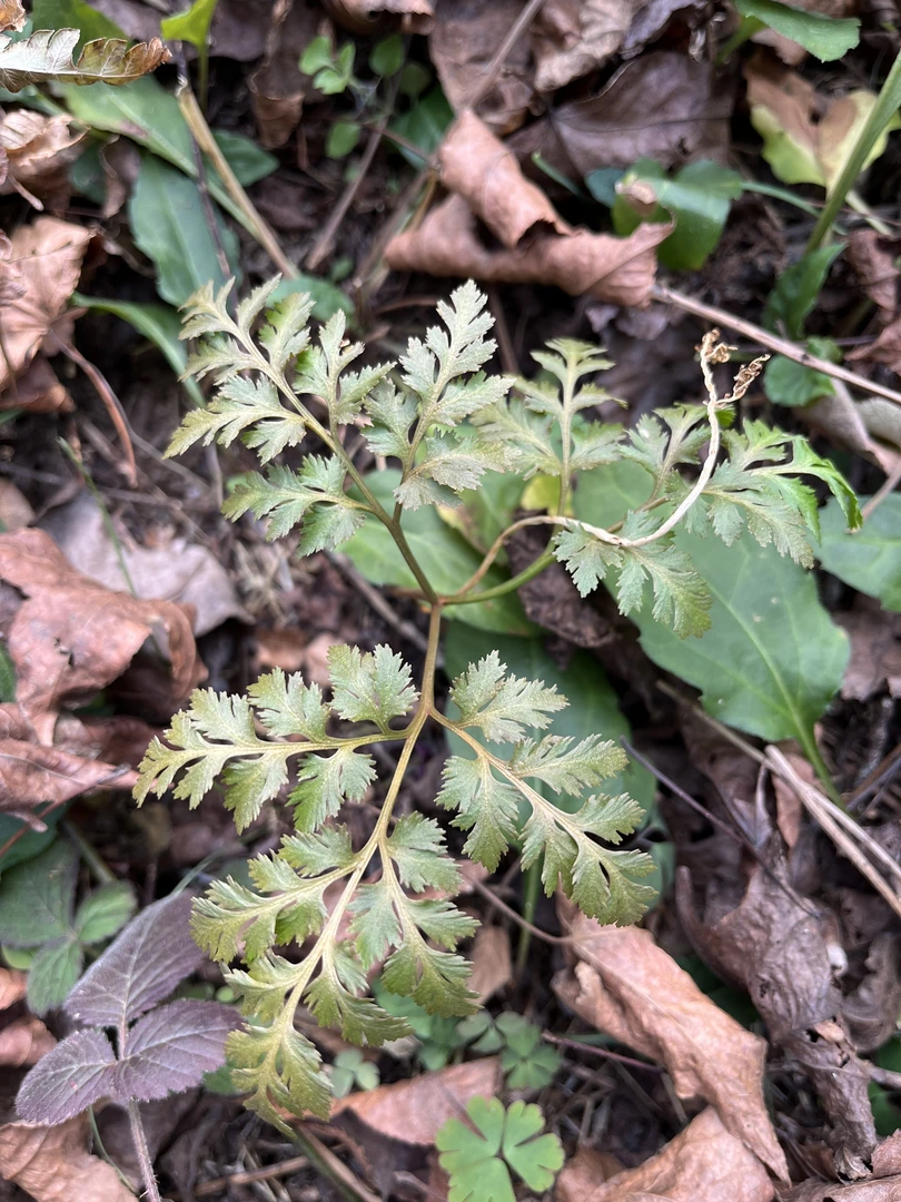 野生采摘小春花菜干