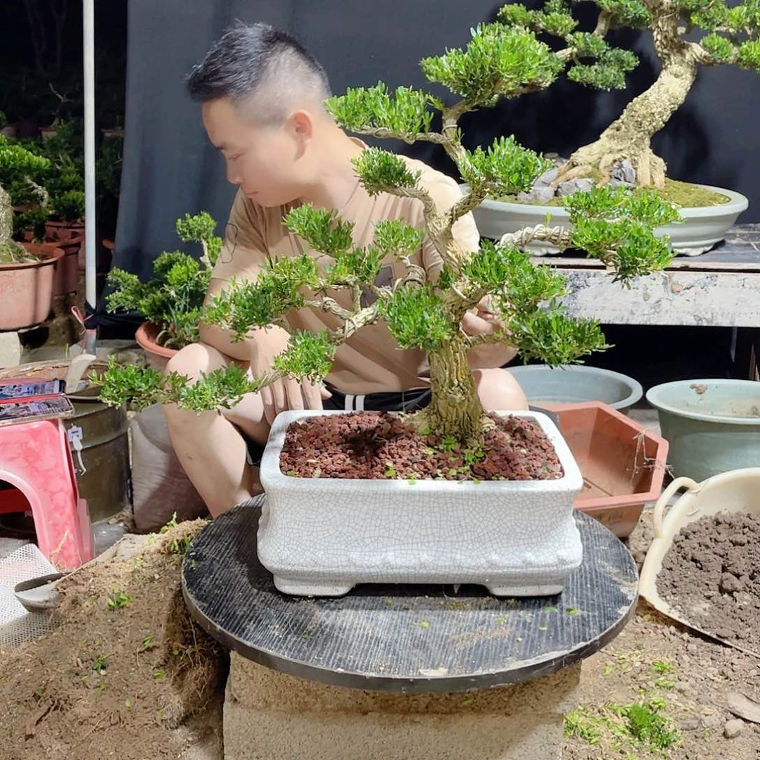 当前无花栽培后可以开花