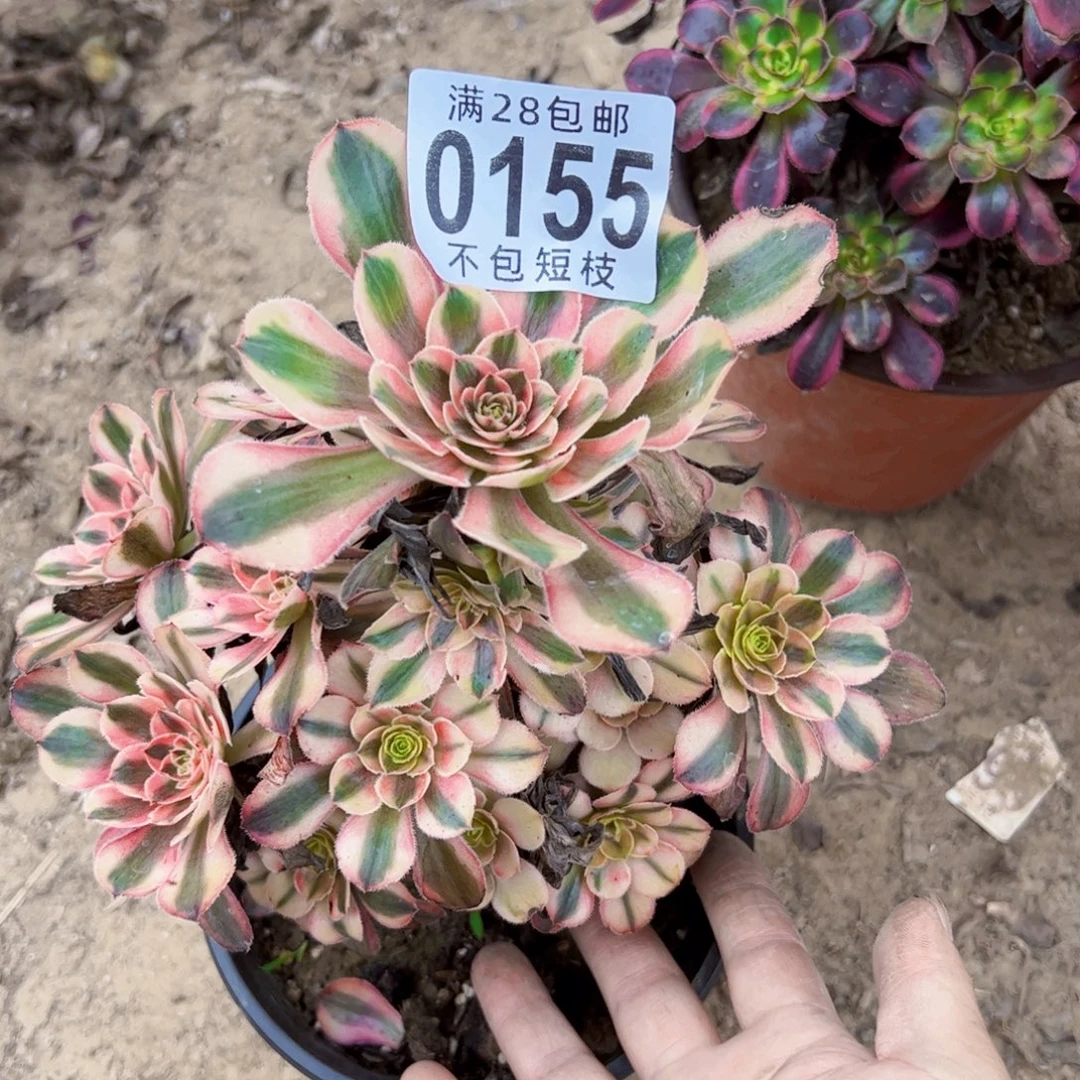 热恋多肉植物0155法师