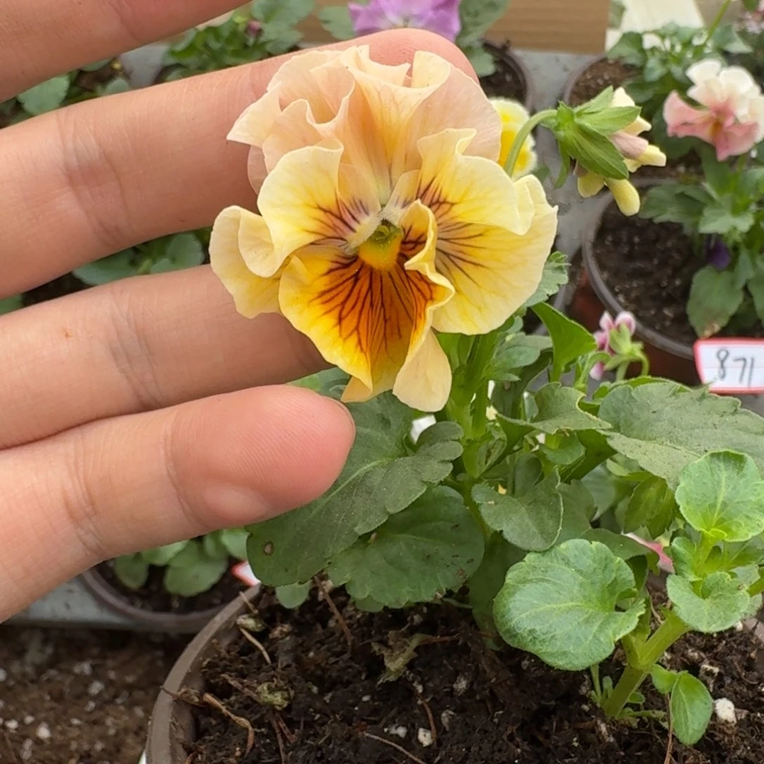 大部分花苞少量开放665