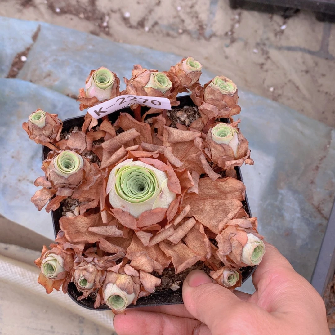 2270 会掉侧芽不售后