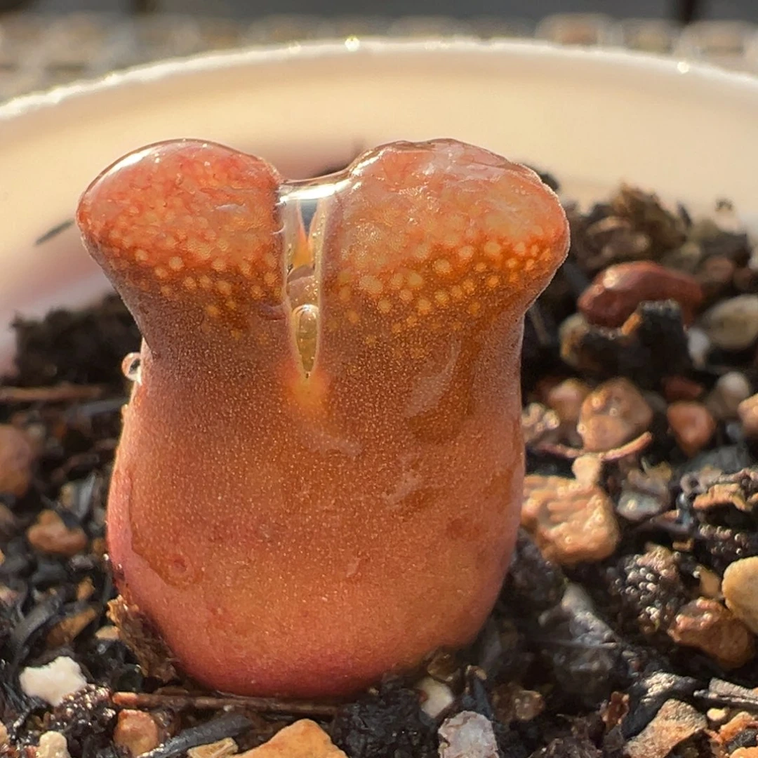 红风铃多肉植物百科3984