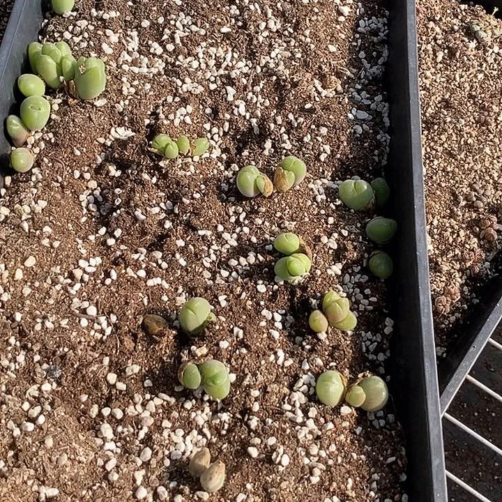 27588一筐毛翠滴