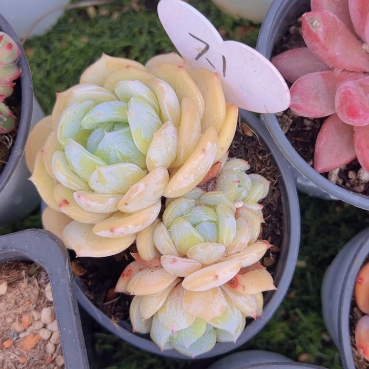 健健康康平平安安