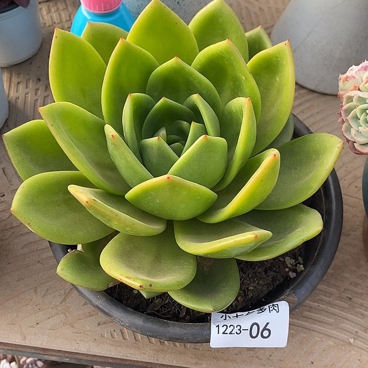 小七夕多肉翠花06