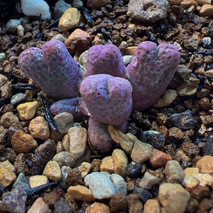 752多肉植物种类多样