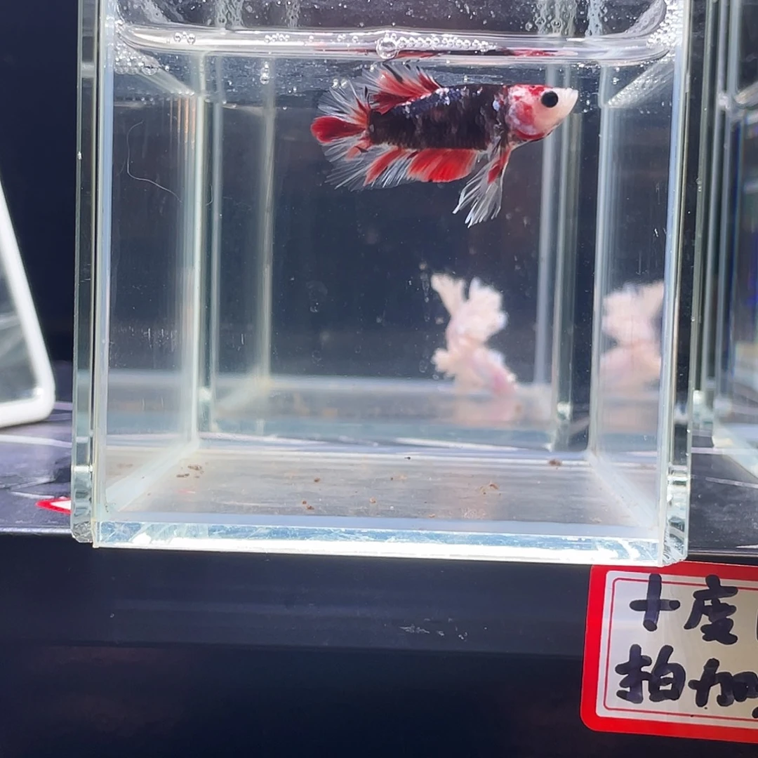 斗鱼印尼斗鱼，记得拍加热包007